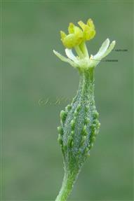  Female Flowe with staminodes